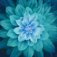 Hoffman ( P4389-21) Dream Big Teal