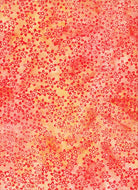 Anthology (16306Q) Orange162