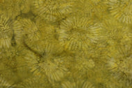 Island Batik (111716790 - Zina - Medium Sprout) Medium Sprout