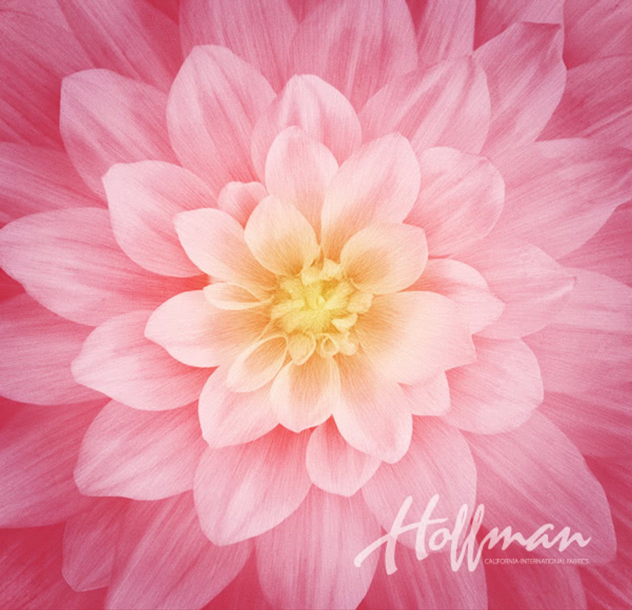 Hoffman (P4983-94) Wild Rose